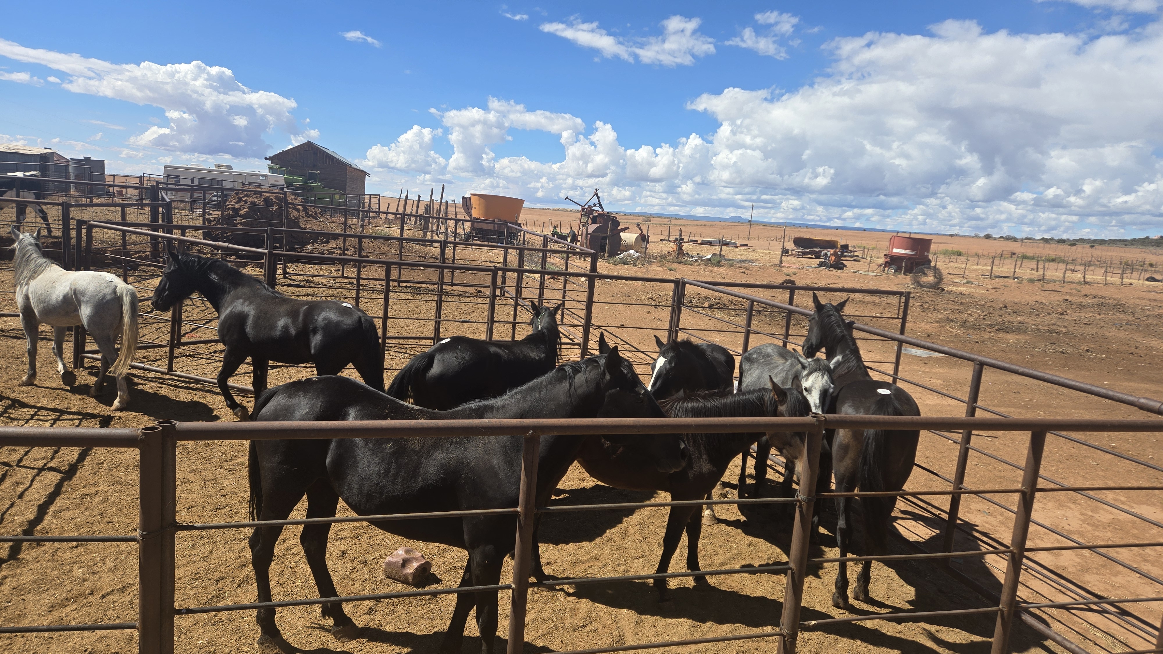 Rescued horses in pens at Majesty LC ranch